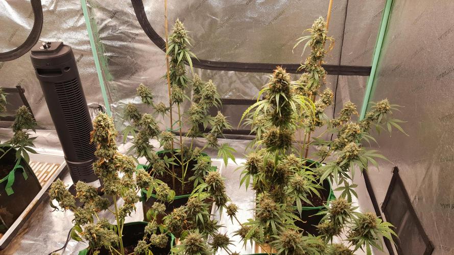 AK-47 Extreme Auto. Week 12 - Day 89