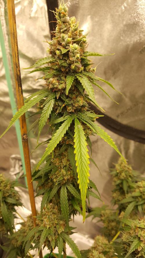 AK-47 Extreme Auto. Week 12 - Day 89