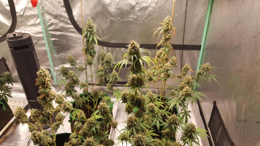 AK-47 Extreme Auto. Week 12 - Day 91