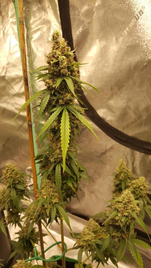 AK-47 Extreme Auto. Week 12 - Day 91