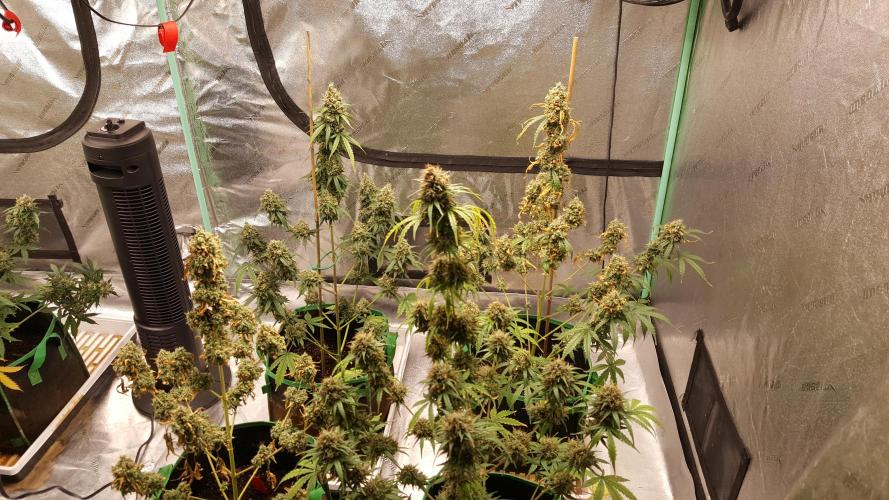 AK-47 Extreme Auto. Week 13 - Day 93