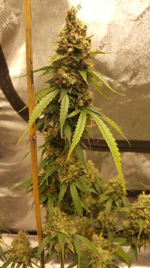 AK-47 Extreme Auto. Week 13 - Day 93