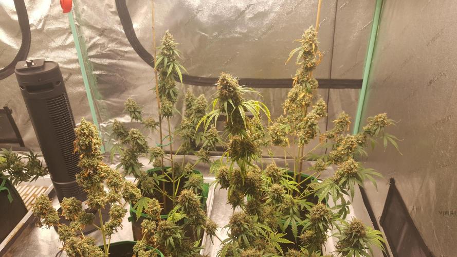 AK-47 Extreme Auto. Week 13 - Day 95