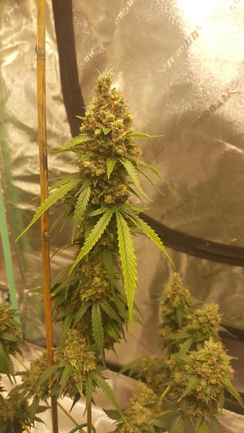 AK-47 Extreme Auto. Week 13 - Day 95