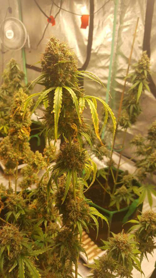 AK-47 Extreme Auto. Week 13 - Day 95