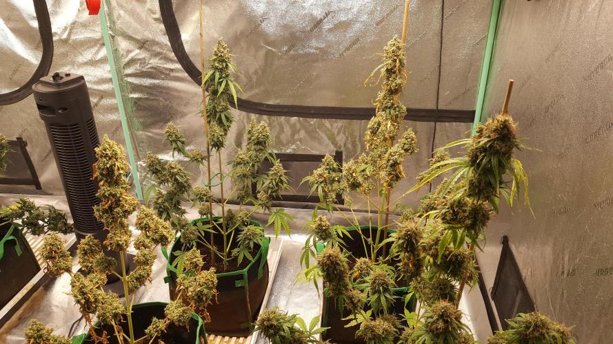 AK-47 Extreme Auto. Week 13 - Day 98