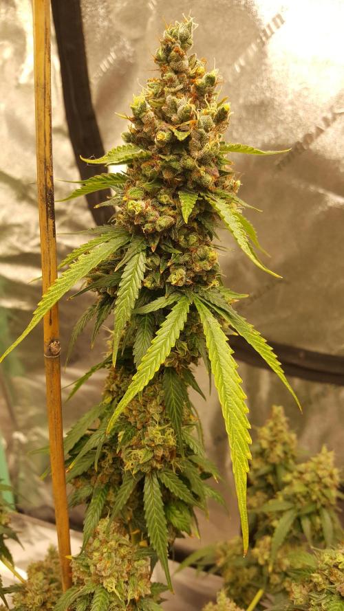 AK-47 Extreme Auto. Week 13 - Day 98