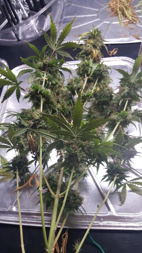 AK-47 Extreme Auto. Week 14 - Day 100