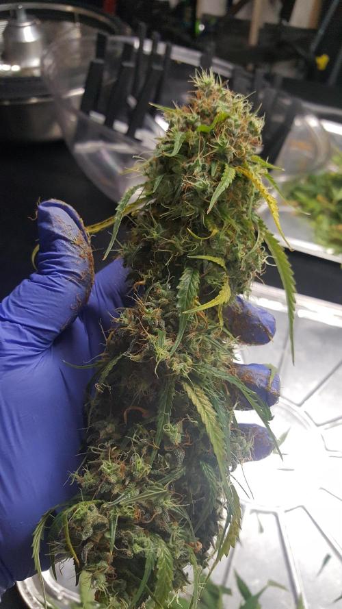 AK-47 Extreme Auto. Week 14 - Day 100