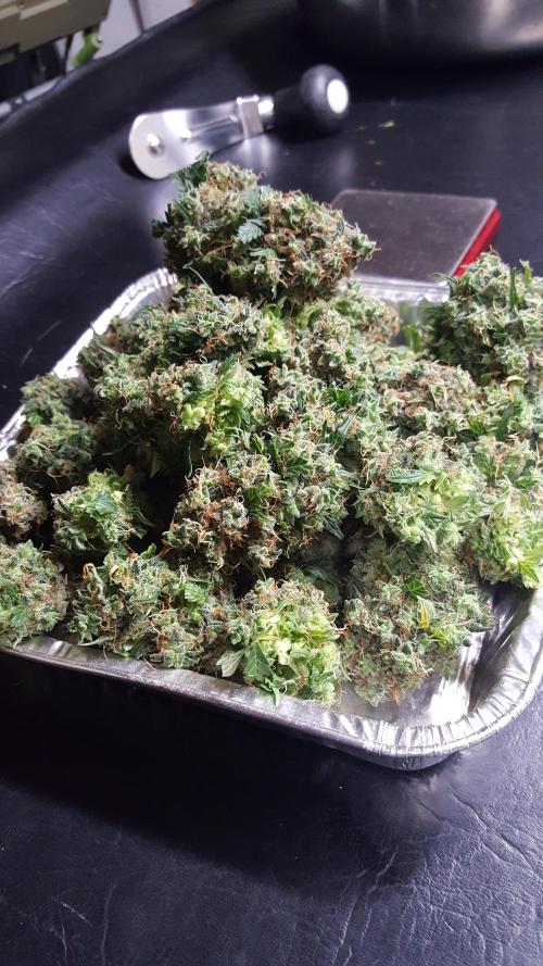 AK-47 Extreme Auto. Week 14 - Day 100