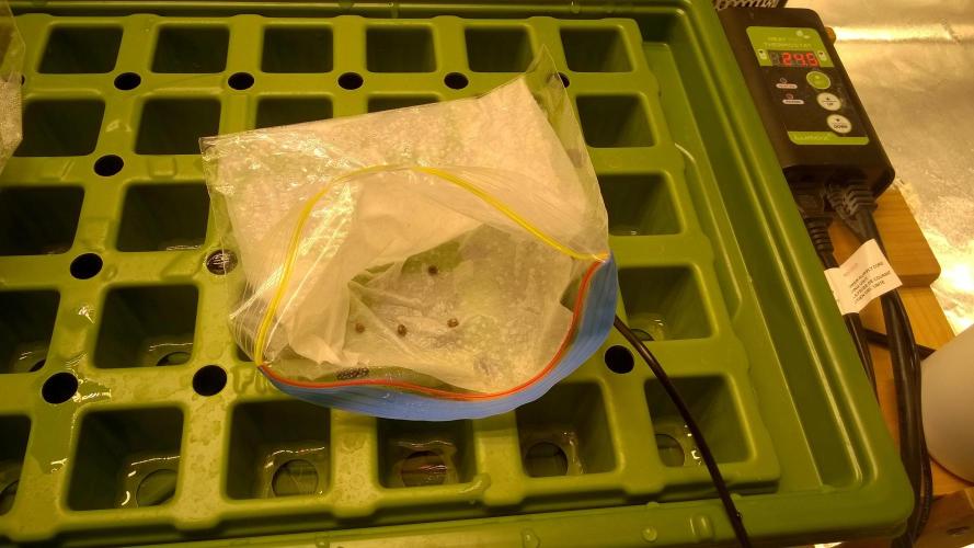 White Widow Extrm Auto #2. Week 0 - Day 2