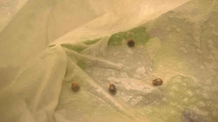 White Widow Extrm Auto #2. Week 0 - Day 2