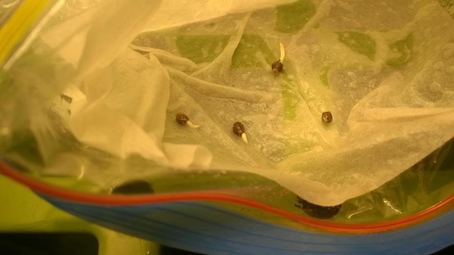 White Widow Extrm Auto #2. Week 0 - Day 3