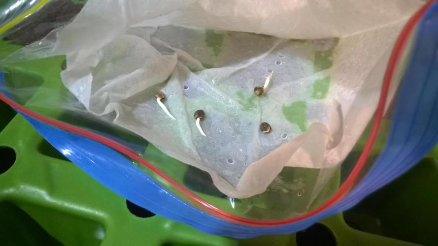 White Widow Extrm Auto #2. Week 0 - Day 3