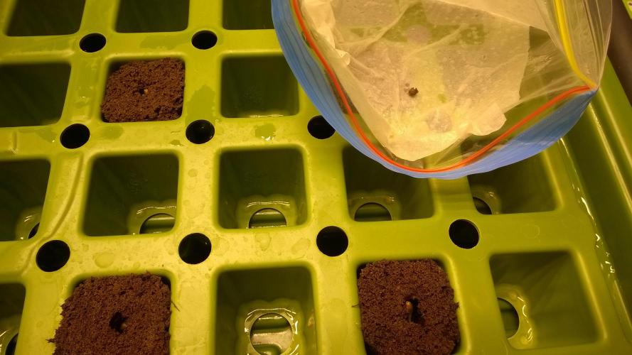 White Widow Extrm Auto #2. Week 0 - Day 3