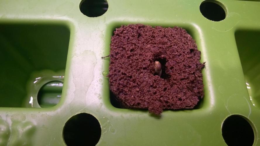 White Widow Extrm Auto #2. Week 0 - Day 4