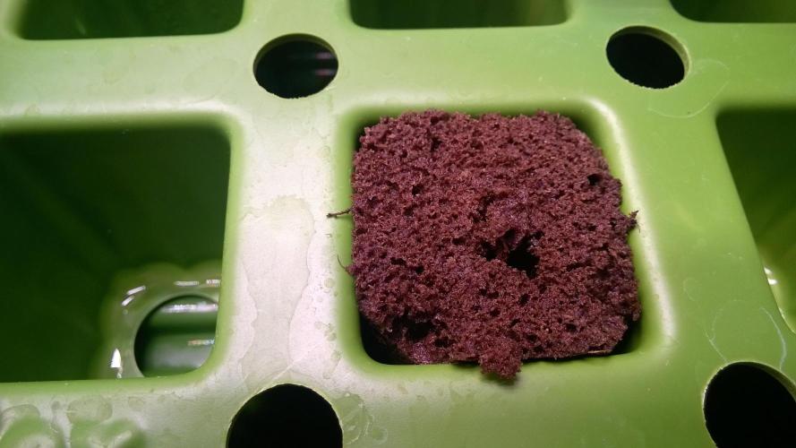 White Widow Extrm Auto #2. Week 0 - Day 3