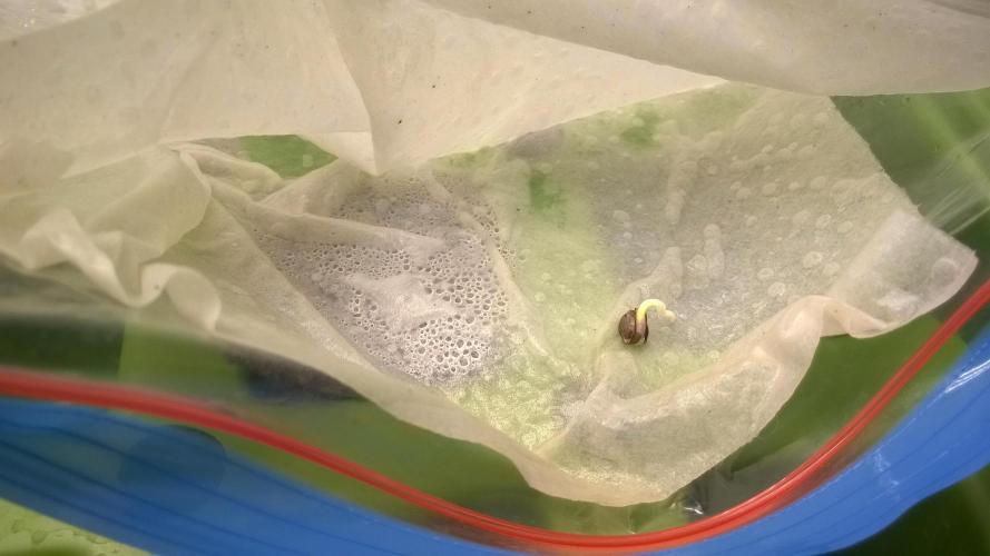 White Widow Extrm Auto #2. Week 0 - Day 4