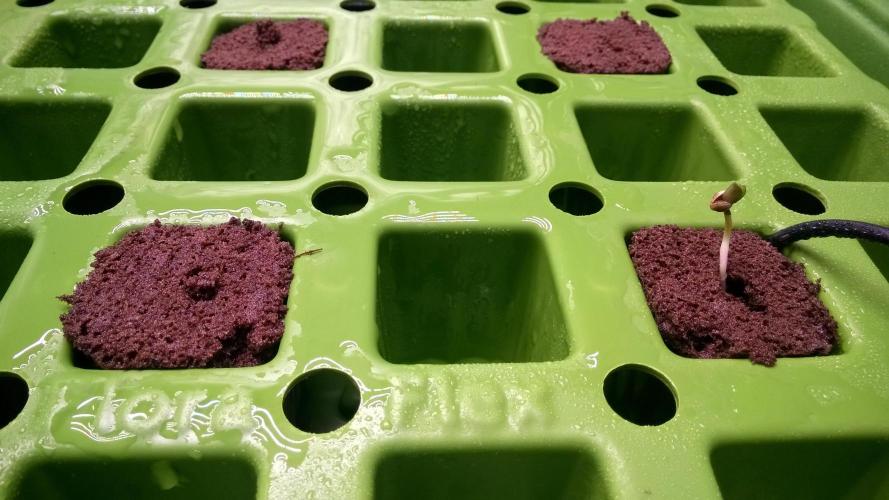 White Widow Extrm Auto #2. Week 0 - Day 4