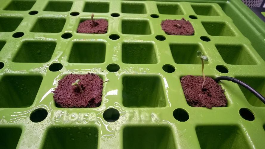 White Widow Extrm Auto #2. Week 0 - Day 5