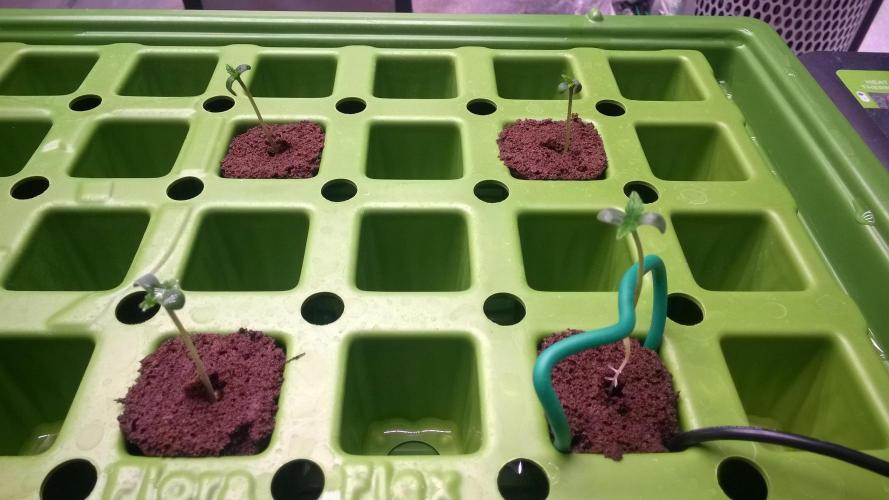 White Widow Extrm Auto #2. Week 0 - Day 6