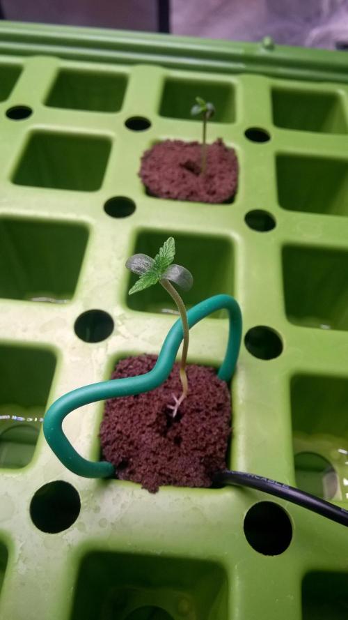 White Widow Extrm Auto #2. Week 0 - Day 6