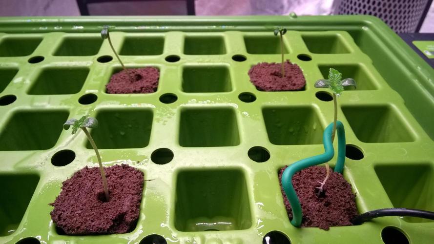 White Widow Extrm Auto #2. Week 0 - Day 7