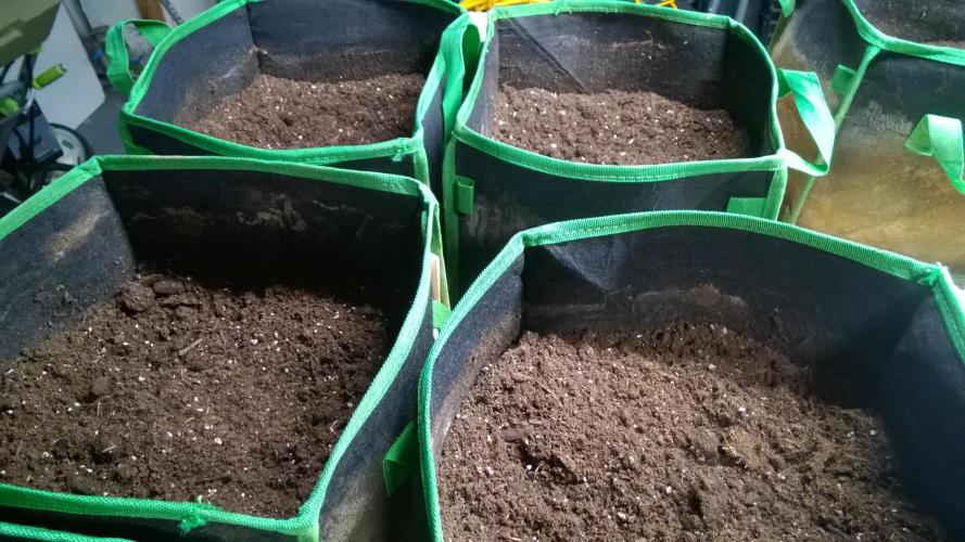 White Widow Extrm Auto #2. Week 1 - Day 8