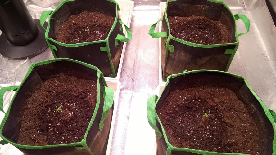 White Widow Extrm Auto #2. Week 1 - Day 9