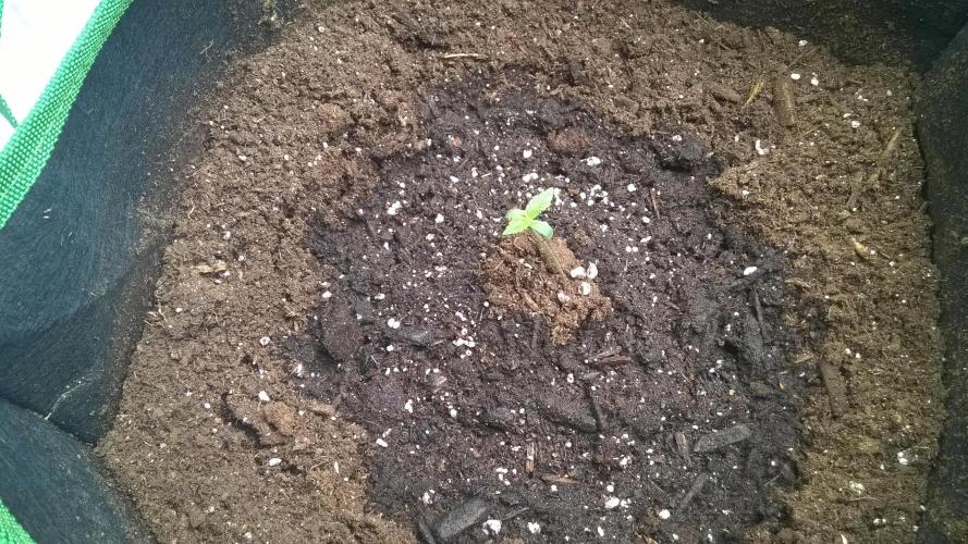 White Widow Extrm Auto #2. Week 1 - Day 9