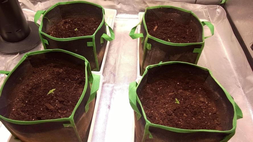 White Widow Extrm Auto #2. Week 1 - Day 10