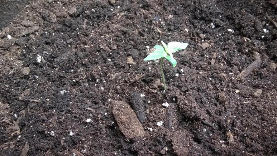 White Widow Extrm Auto #2. Week 1 - Day 10