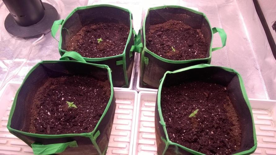 White Widow Extrm Auto #2. Week 1 - Day 12