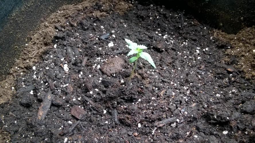 White Widow Extrm Auto #2. Week 1 - Day 12