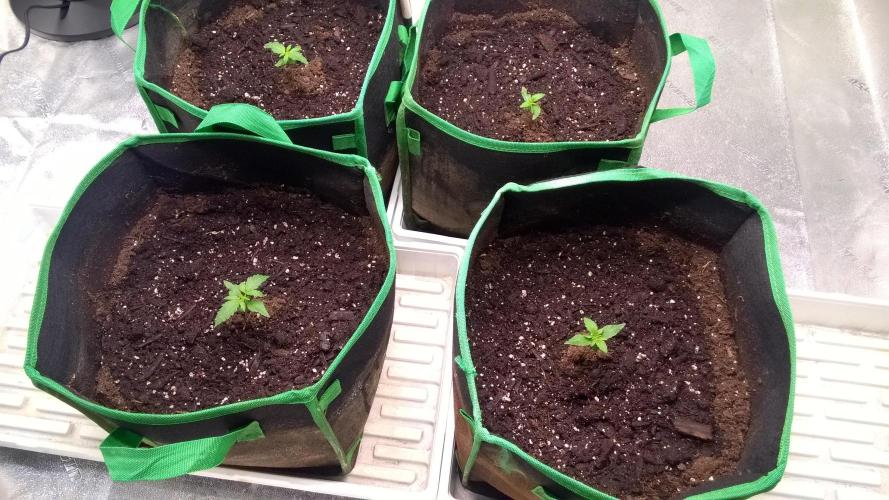 White Widow Extrm Auto #2. Week 2 - Day 15