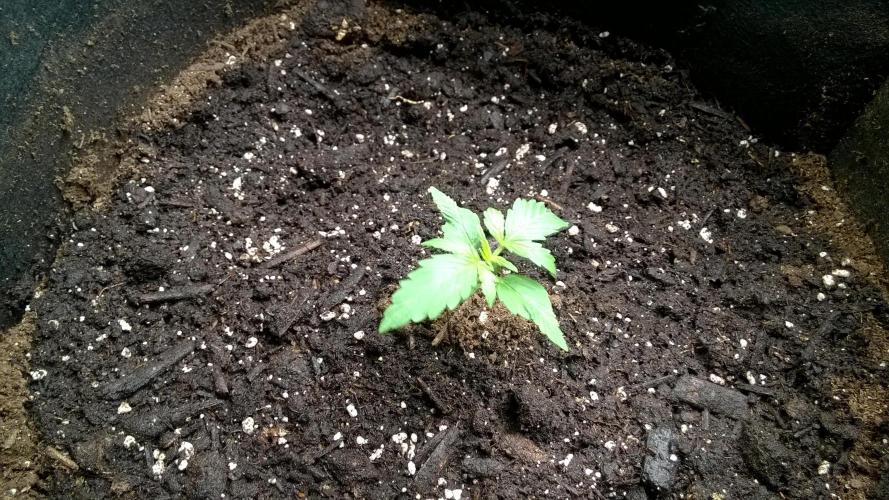 White Widow Extrm Auto #2. Week 2 - Day 15