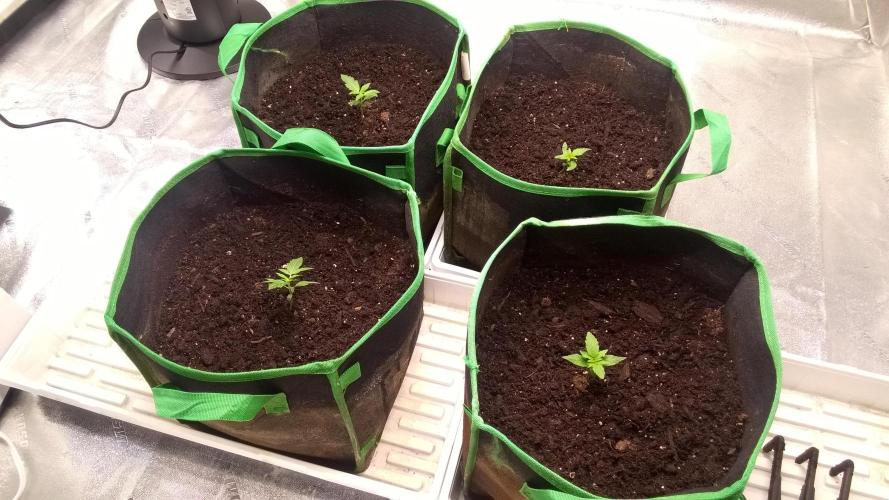 White Widow Extrm Auto #2. Week 2 - Day 16