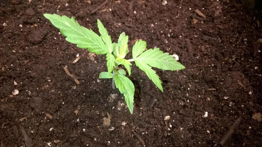White Widow Extrm Auto #2. Week 2 - Day 16