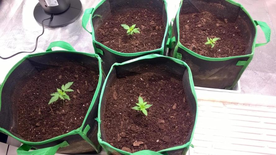 White Widow Extrm Auto #2. Week 2 - Day 17