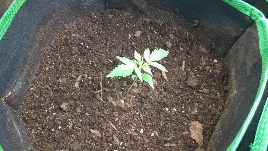 White Widow Extrm Auto #2. Week 2 - Day 17