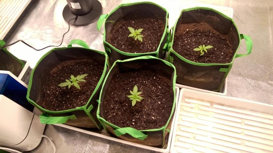 White Widow Extrm Auto #2. Week 2 - Day 18