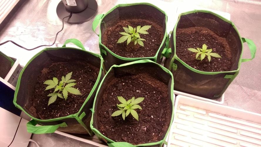 White Widow Extrm Auto #2. Week 2 - Day 21