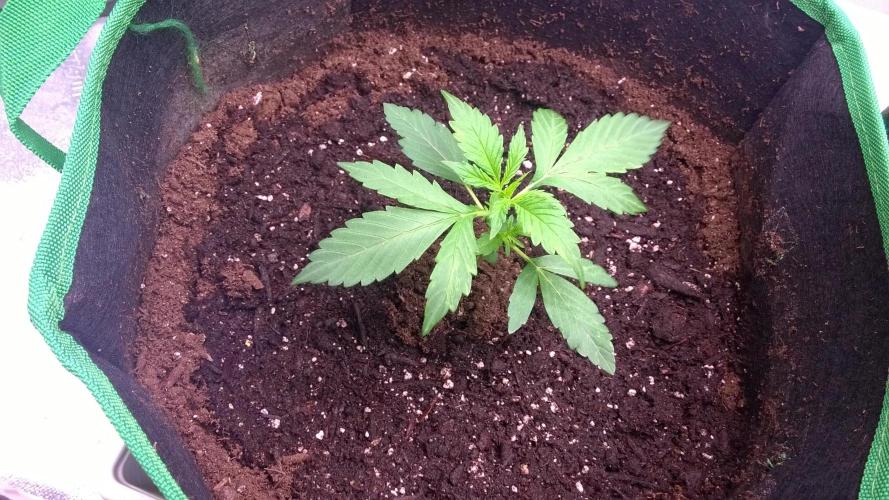 White Widow Extrm Auto #2. Week 2 - Day 21