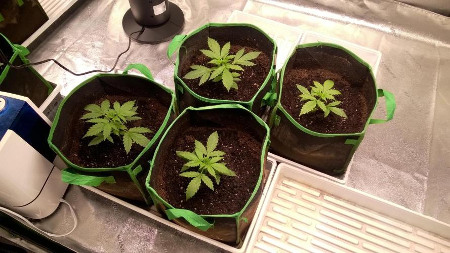 White Widow Extrm Auto #2. Week 3 - Day 24