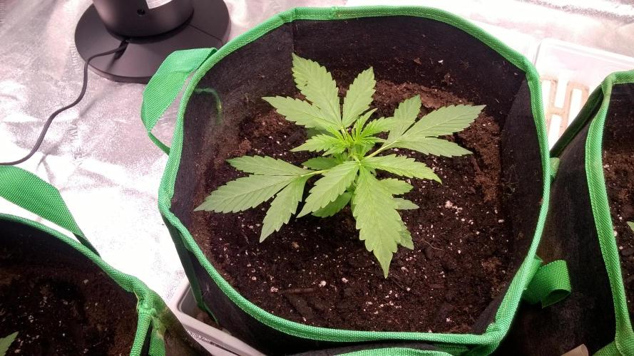 White Widow Extrm Auto #2. Week 3 - Day 24