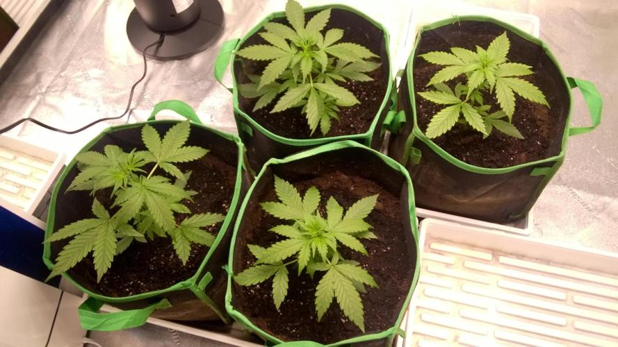 White Widow Extrm Auto #2. Week 3 - Day 28