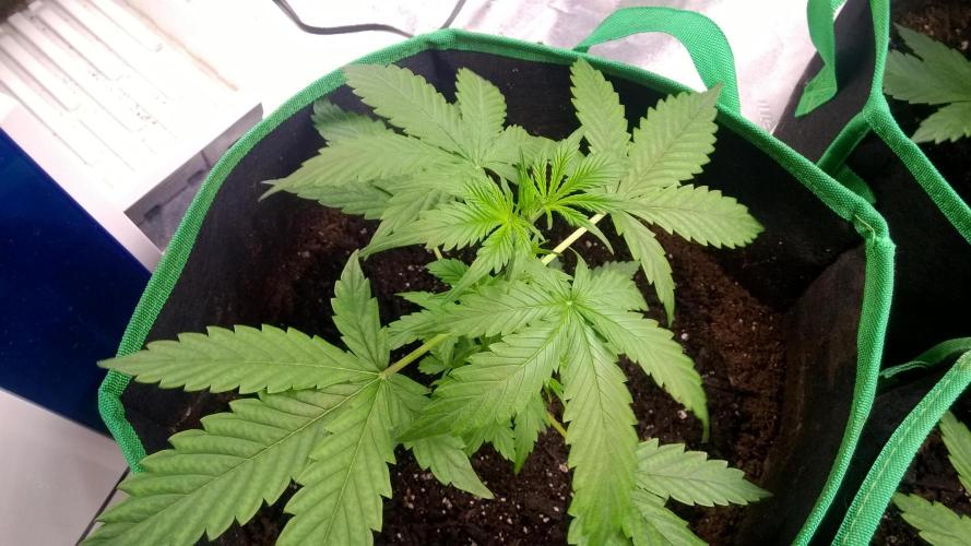 White Widow Extrm Auto #2. Week 3 - Day 28