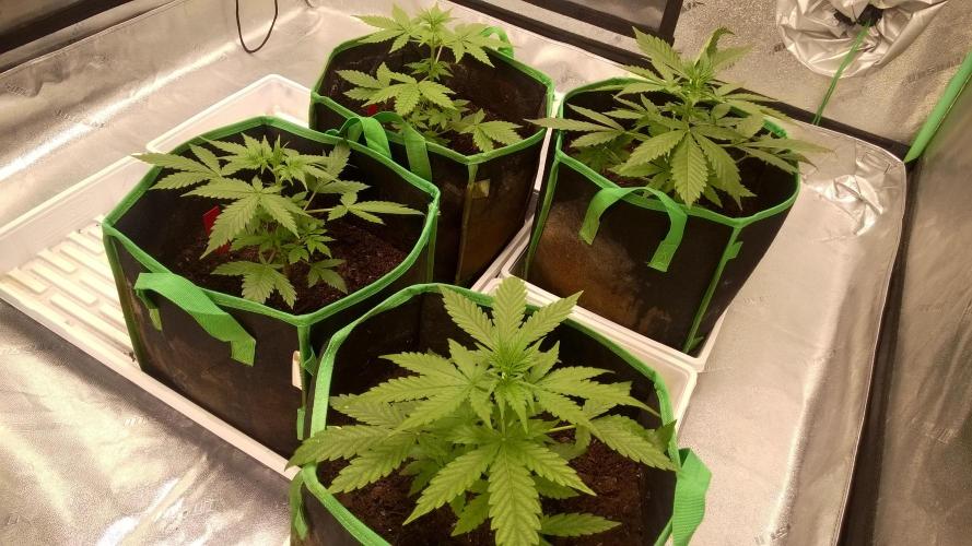 White Widow Extrm Auto #2. Week 4 - Day 31