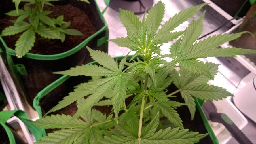 White Widow Extrm Auto #2. Week 4 - Day 31