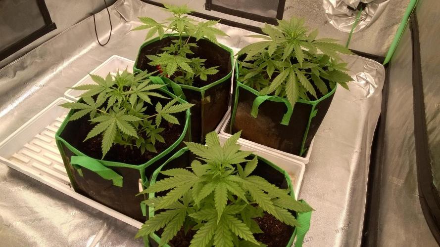 White Widow Extrm Auto #2. Week 4 - Day 33